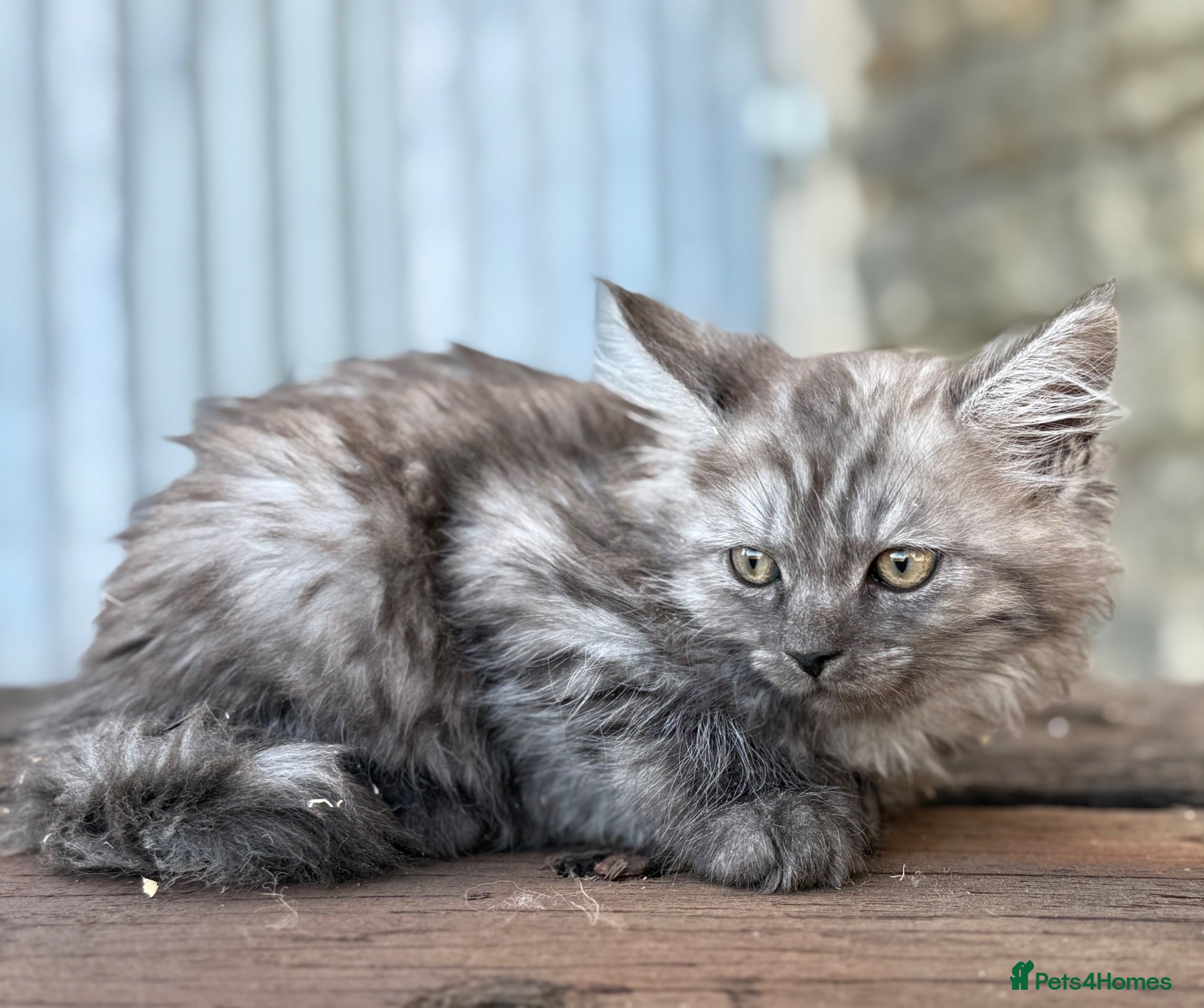 Maine Coon cats Stunning Maine coon x kitten  - Advert 2