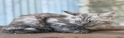 Maine Coon cats for sale: Stunning Maine coon x kitten  - Advert 11
