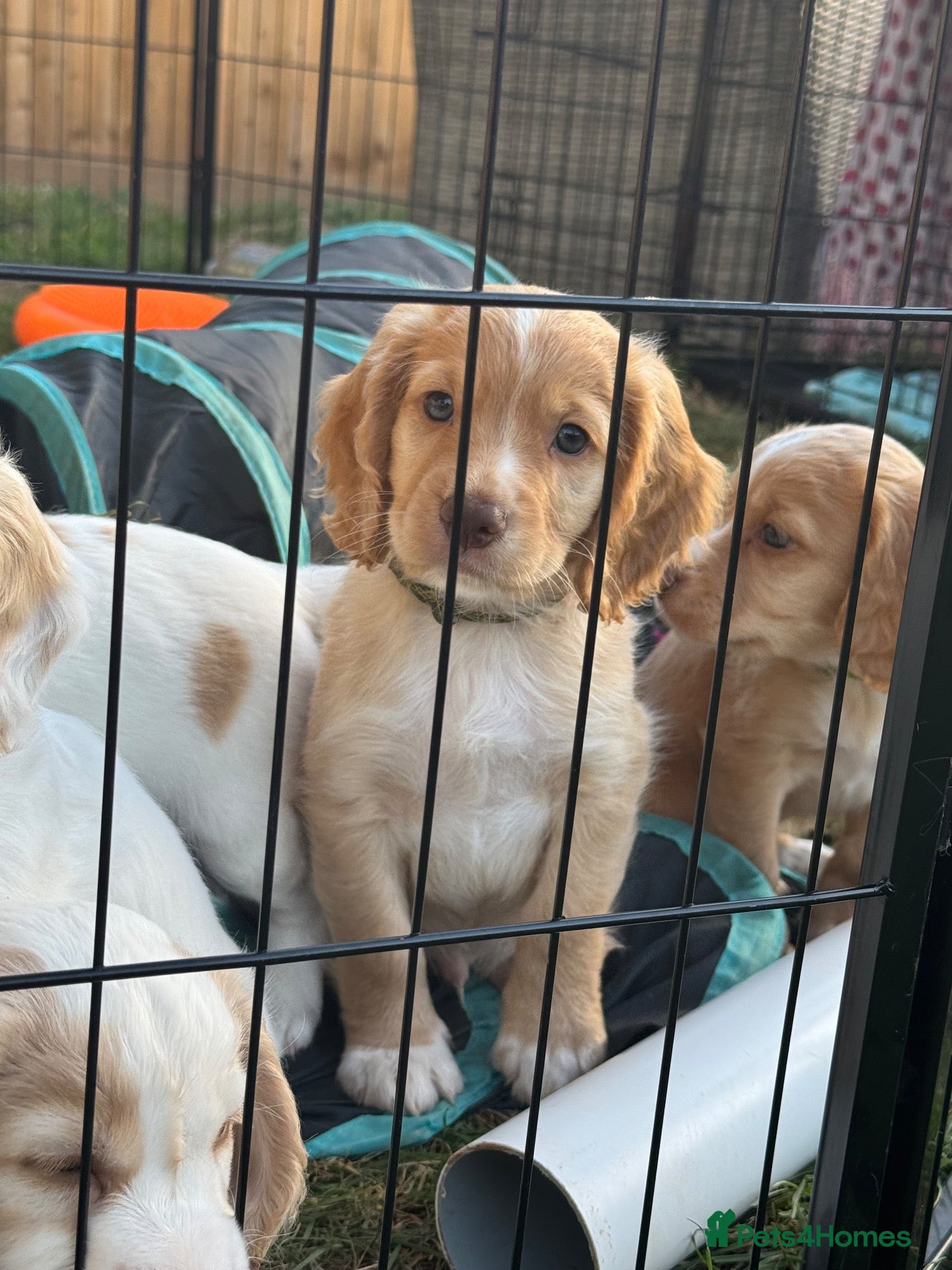 Sprocker dogs Gorgeous Sprocker Spaniel Puppies - Advert 1