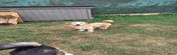 Mixed Breed dogs for adoption: Asterix for adoption!  in Leighton Buzzard - Advert 8