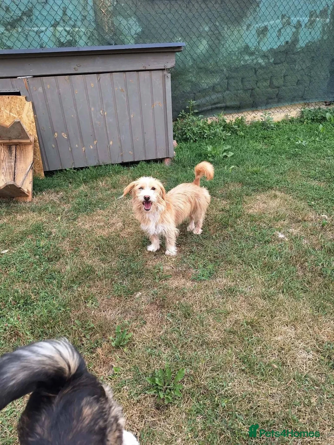 Mixed Breed dogs for adoption: Asterix for adoption!  in Leighton Buzzard - Advert 8