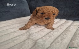 Miniature Poodle dogs for sale: KC Registered Red Miniature Poodle Puppies  - Image 5