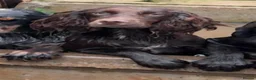 Sprocker dogs for sale: A working accident  - Advert 5