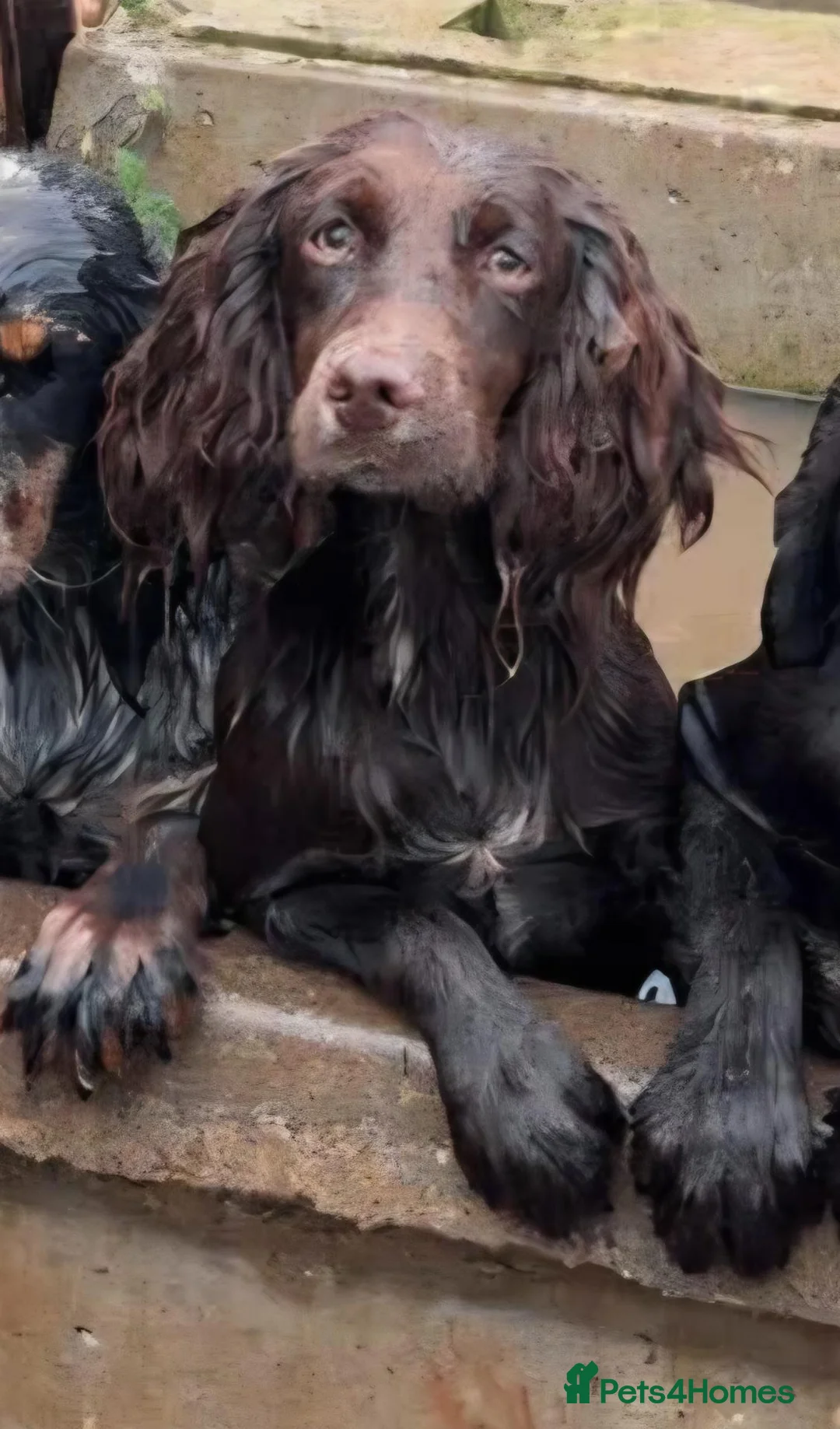 Sprocker dogs for sale: A working accident  - Advert 5