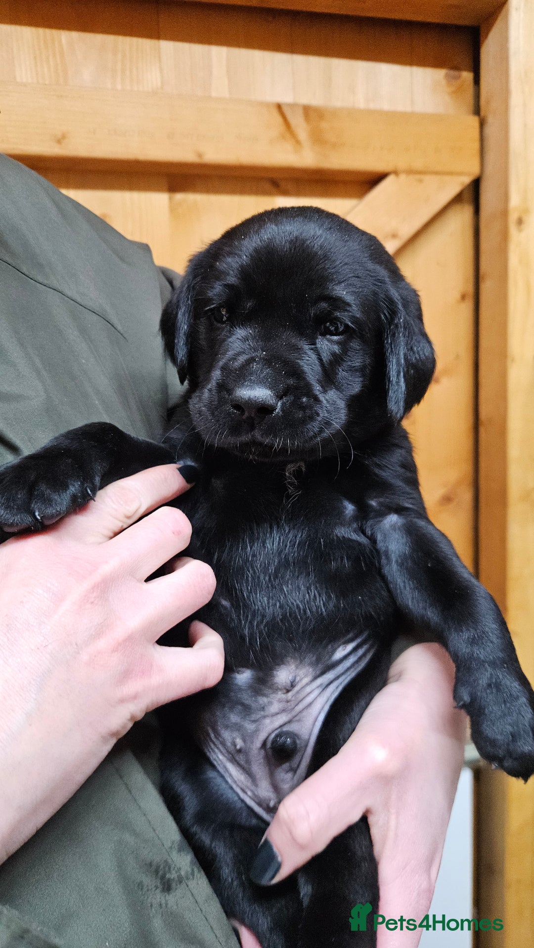 Labrador Retriever dogs for sale: Black labrador x gwp puppies working or pet homes - Advert 7