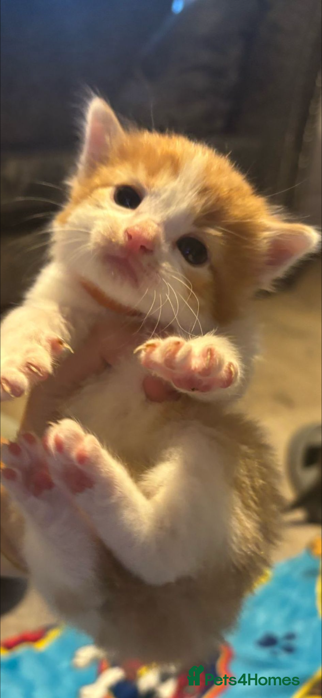 Mixed Breed cats for sale: 11 beautiful kittens  - Image 2