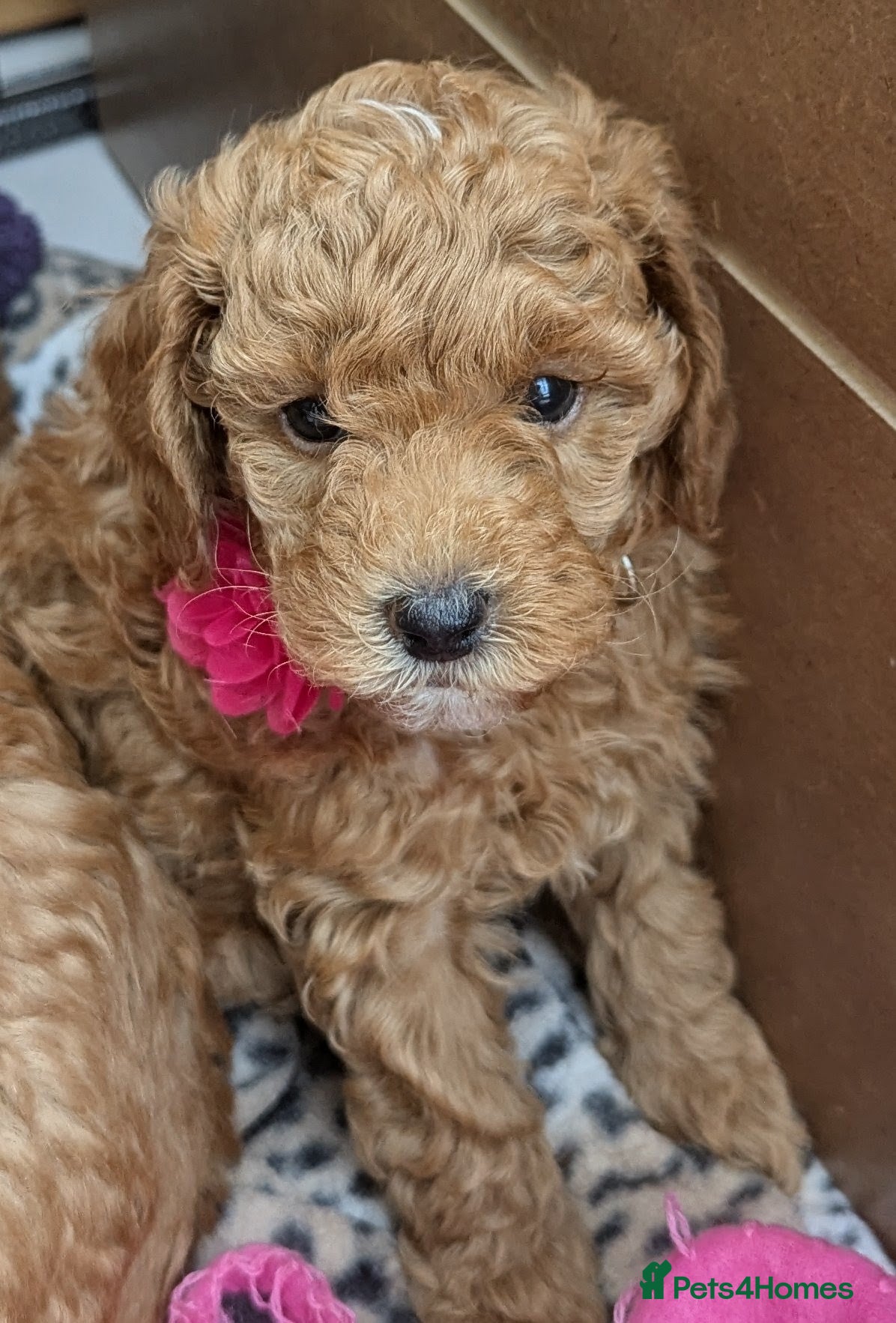 Poochon dogs for sale: Poochon Puppies - Advert 2