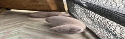 British Shorthair cats for sale: Lilac BSH  GCCF Boys  - Advert 10