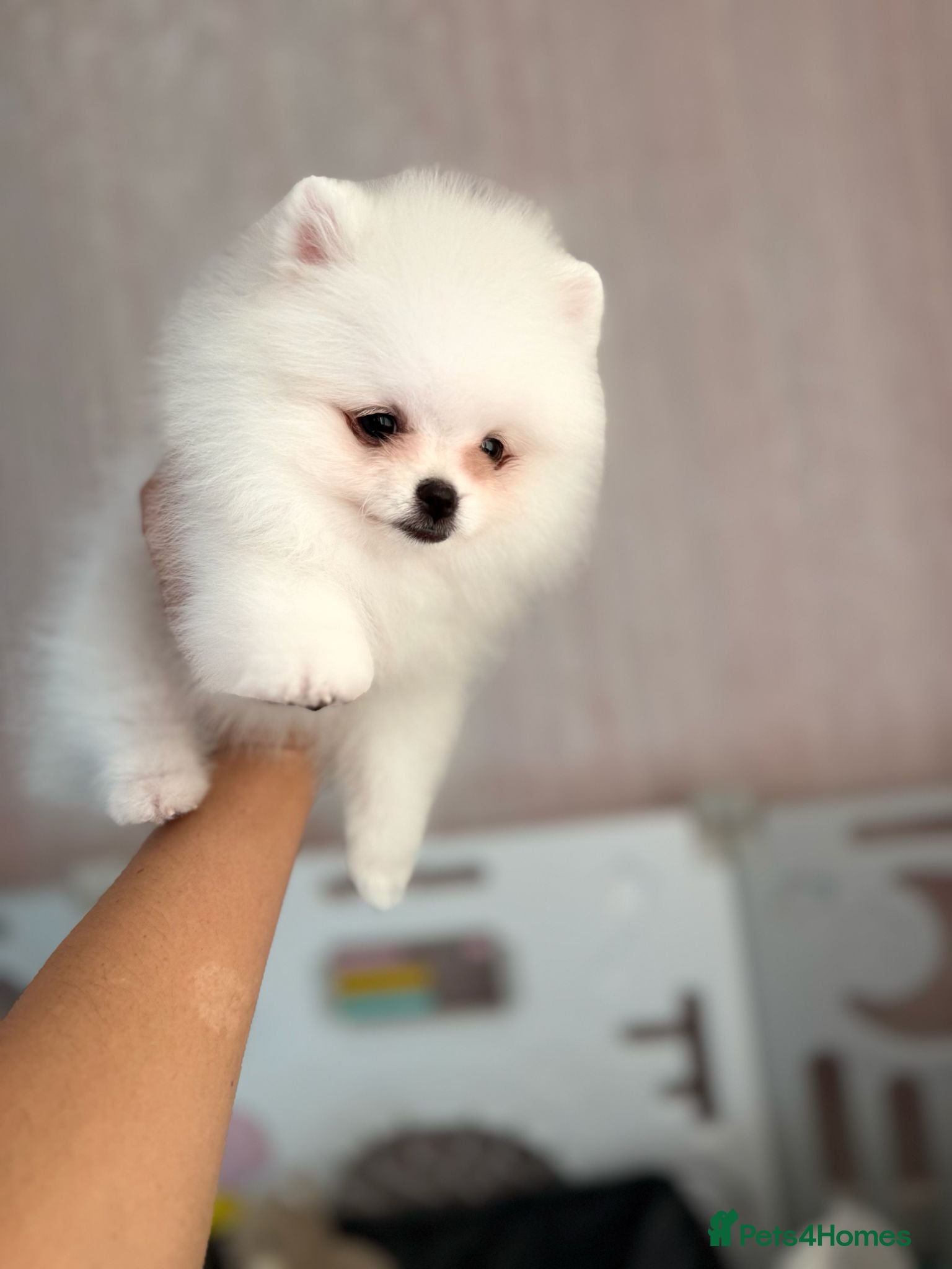 Pomeranian dogs Tiny White snow Pomeranian Puppies  - Advert 14