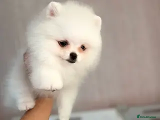 Pomeranian dogs Tiny White snow Pomeranian Puppies - Advert 14