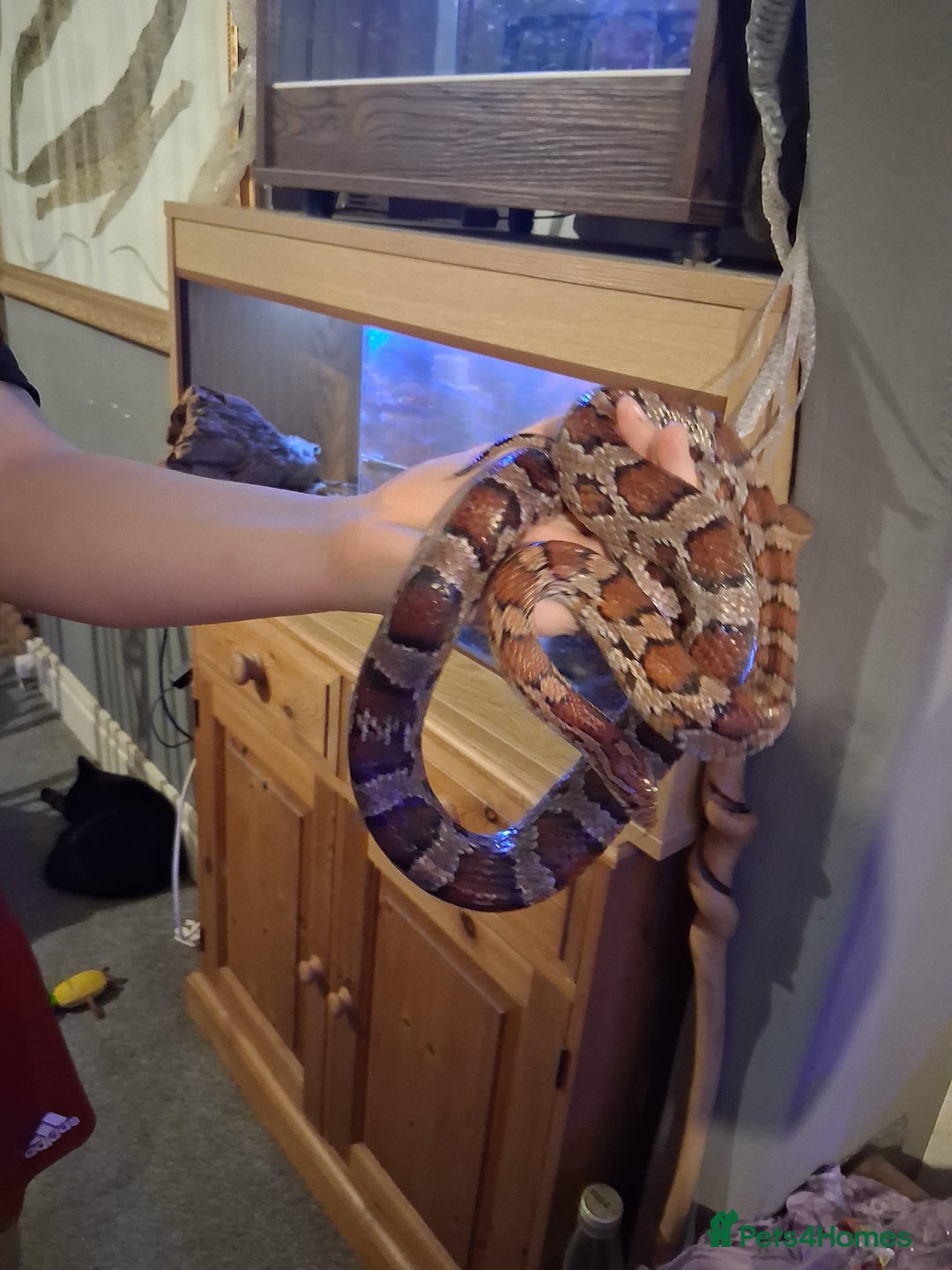 Corn Snake reptiles for sale: Corn snakes  - Image 2