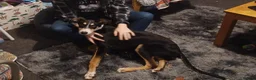 Mixed Breed dogs for sale: Mixed Breed For Rehoming, Can you help Xaden? in Manchester - Advert 3