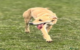 Lurcher dogs for stud: Beautiful lurcher for stud  - Image 5