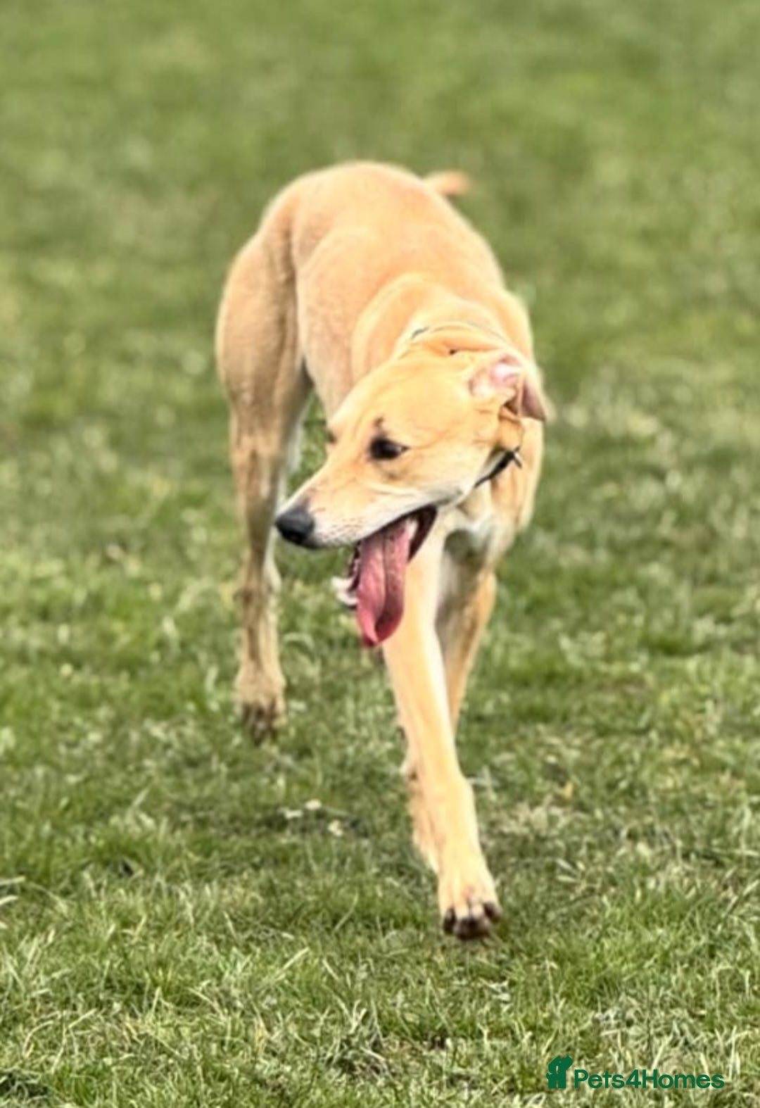 Lurcher dogs for stud: Beautiful lurcher for stud  - Image 5