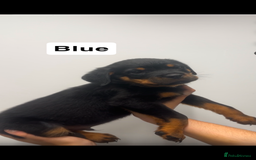 Rottweiler dogs for sale: Rottweiler puppies  - Image 3