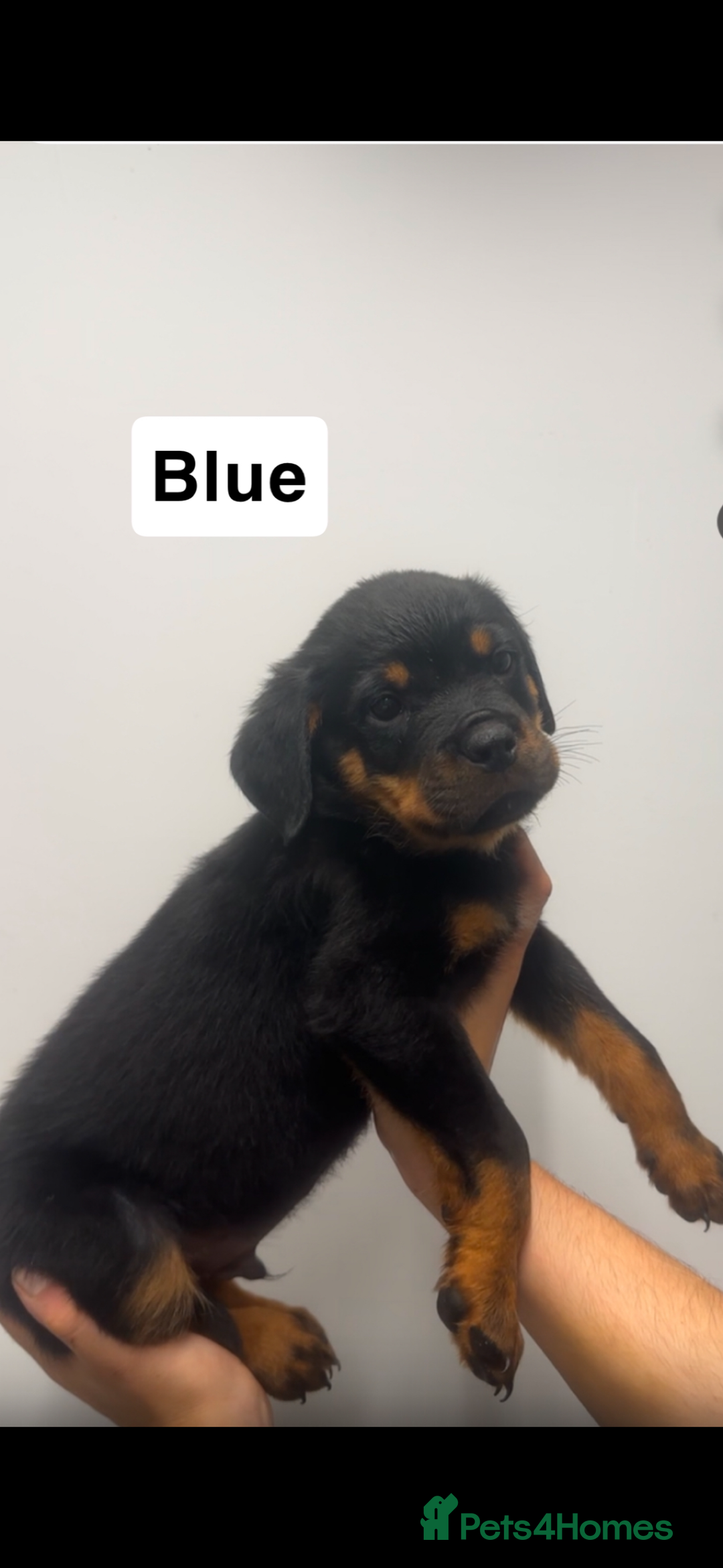 Rottweiler dogs for sale: Rottweiler puppies  - Image 3