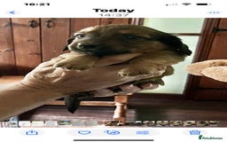 Dachshund dogs for sale: Dachshunds pure bred puppies for sale - Image 9