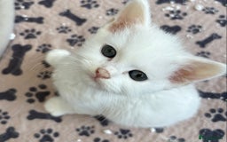 Persian cats for sale: Outstanding litter of Persian x kittens,  - Image 14