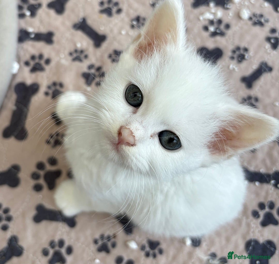 Persian cats for sale: Outstanding litter of Persian x kittens,  - Image 14