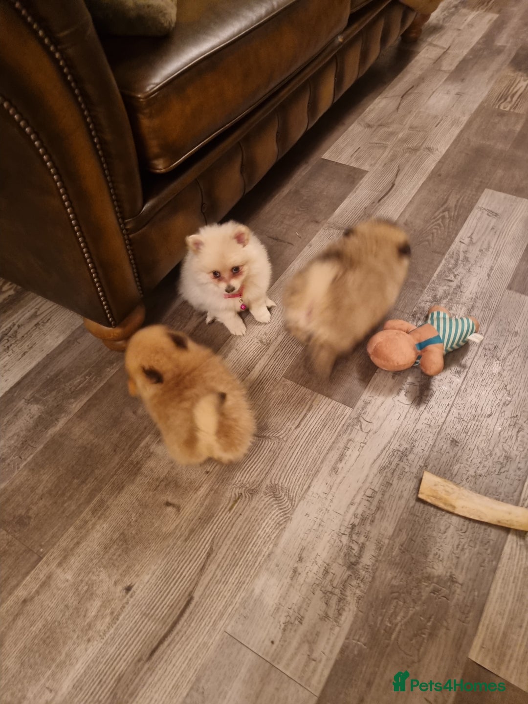 Pomeranian dogs for sale: Pomeraniums  - Advert 19