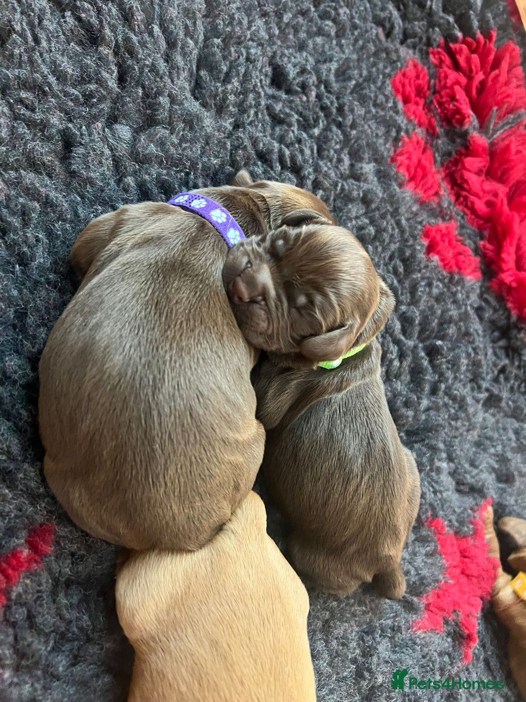 Cocker Spaniel dogs for sale: 🐶🐶🐶6 STUNNING WORKING COCKER SPANIELS🐶🐶🐶 - Image 9