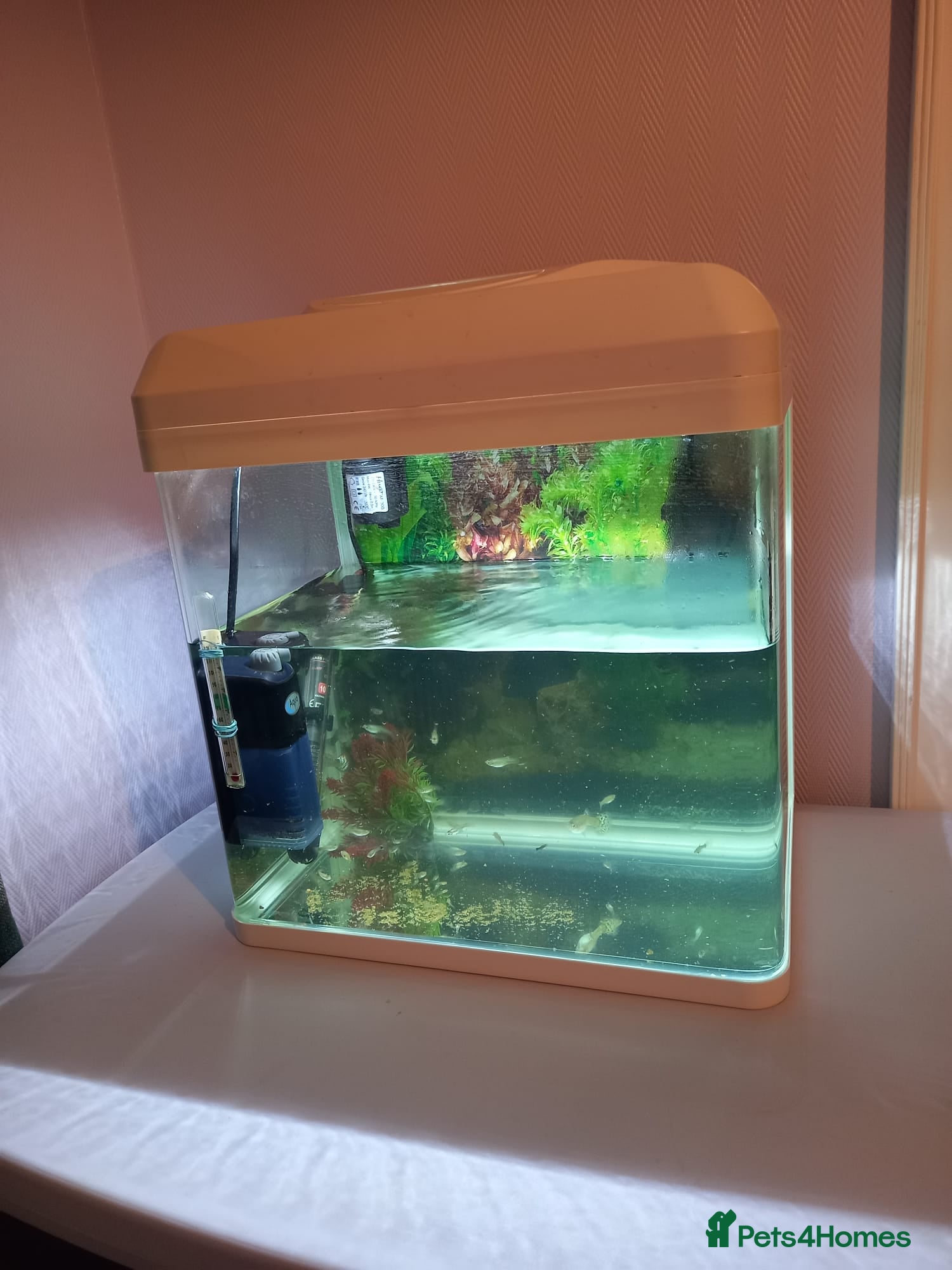 Other/Mixed Breed fish Tank with 50 guppies - Advert 12