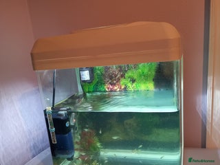 Other/Mixed Breed fish Tank with 50 guppies - Advert 1
