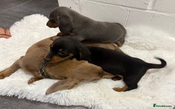 Miniature Dachshund dogs for sale: 2 stunning miniature dachshund puppy’s  - Image 38