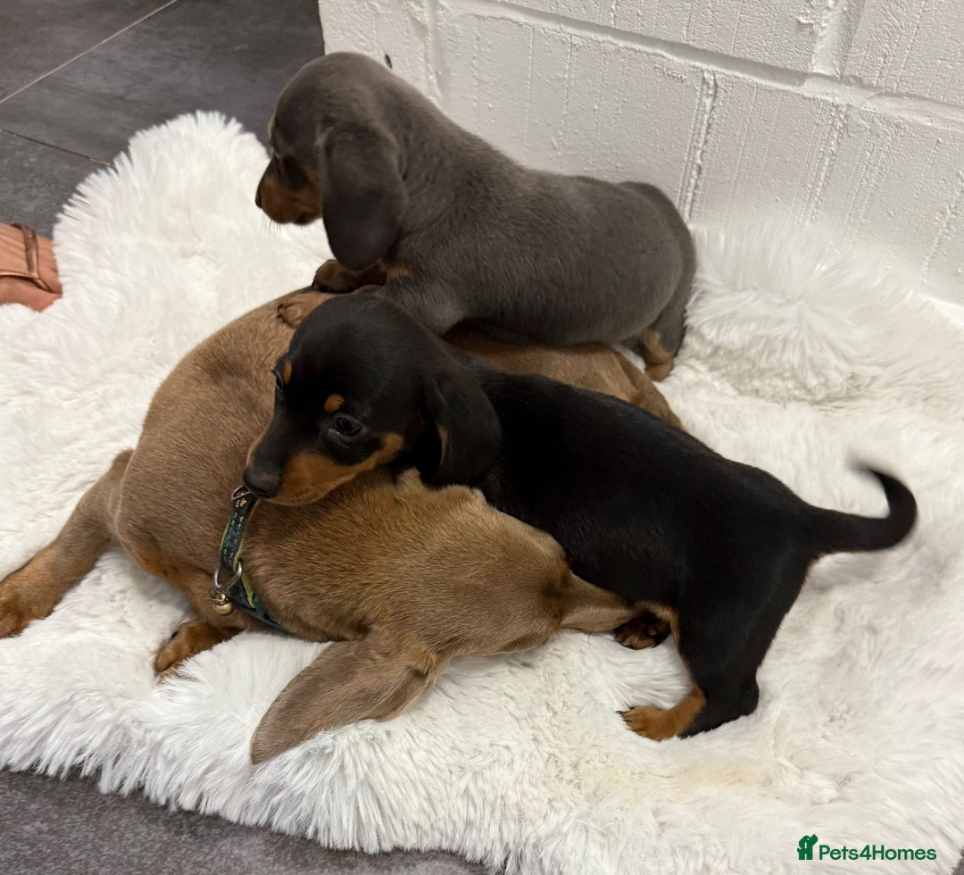Miniature Dachshund dogs for sale: 2 stunning miniature dachshund puppy’s  - Image 38