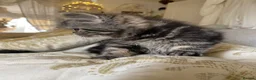 Exotic cats for sale: Exotic Persians  - Advert 7