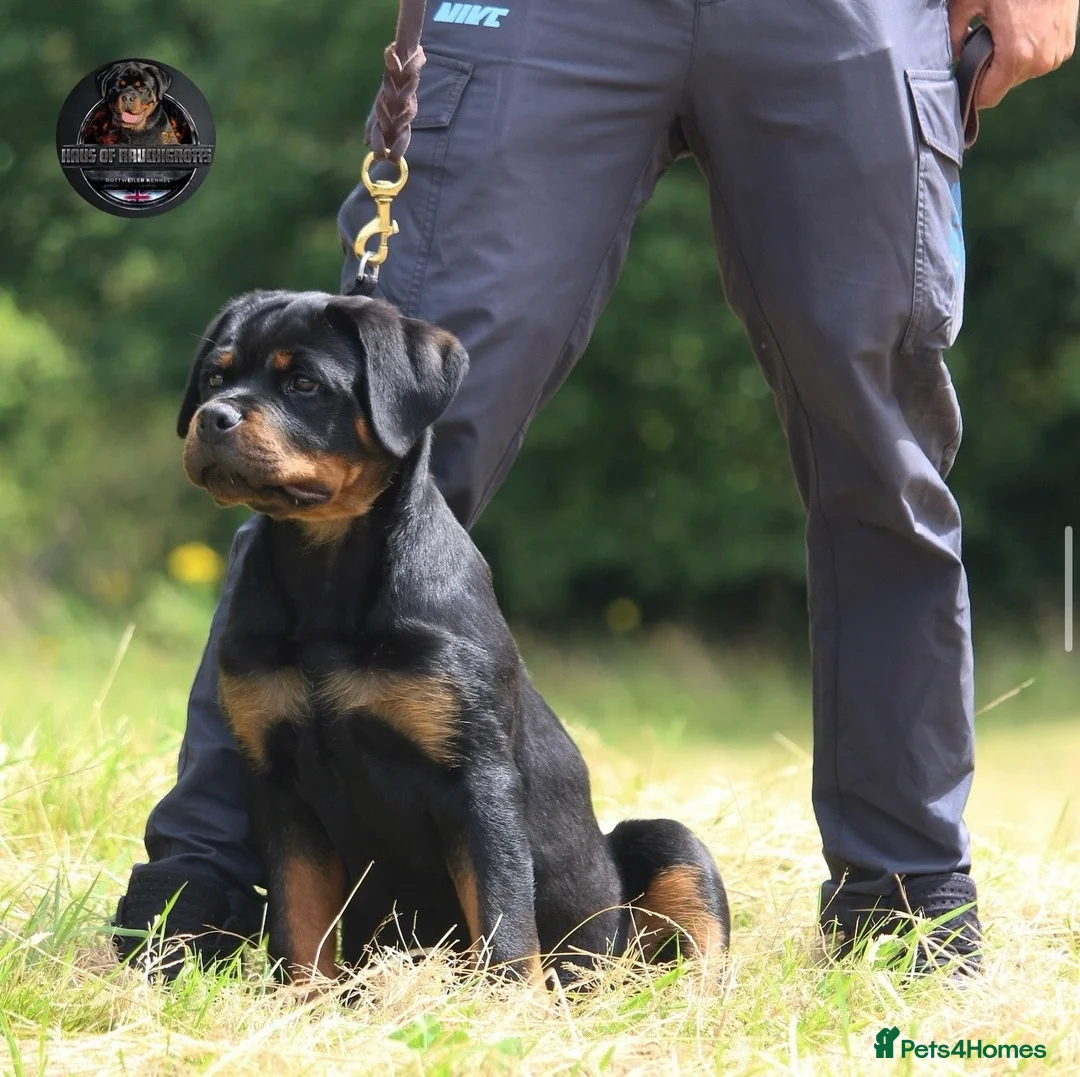 Rottweiler dogs for stud: Top KC Registered Rottweiler Stud Simba - Advert 19