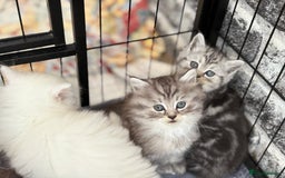 Persian cats for sale: Persian x kittens , 2 separate litters - Advert 20