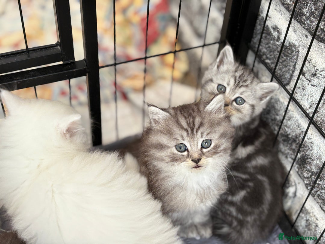 Persian cats for sale: Persian x kittens , 2 separate litters - Advert 20