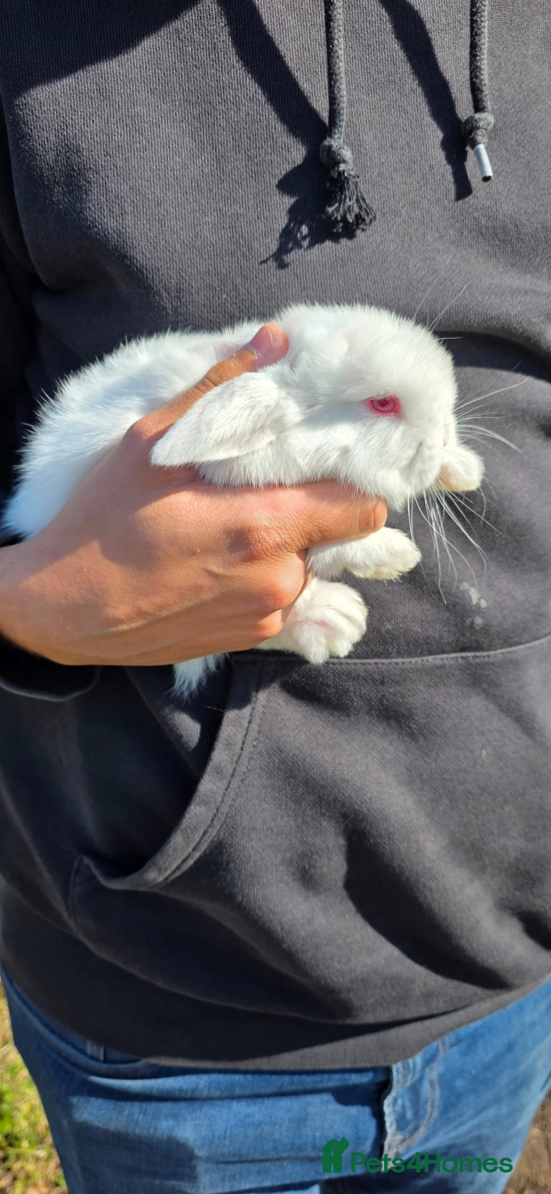 Mini Lop rabbits for sale: Mini lop babies  - Advert 2