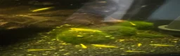 Shrimps fish for sale: Yellow shrimp for sale  in Warrington - Advert 3