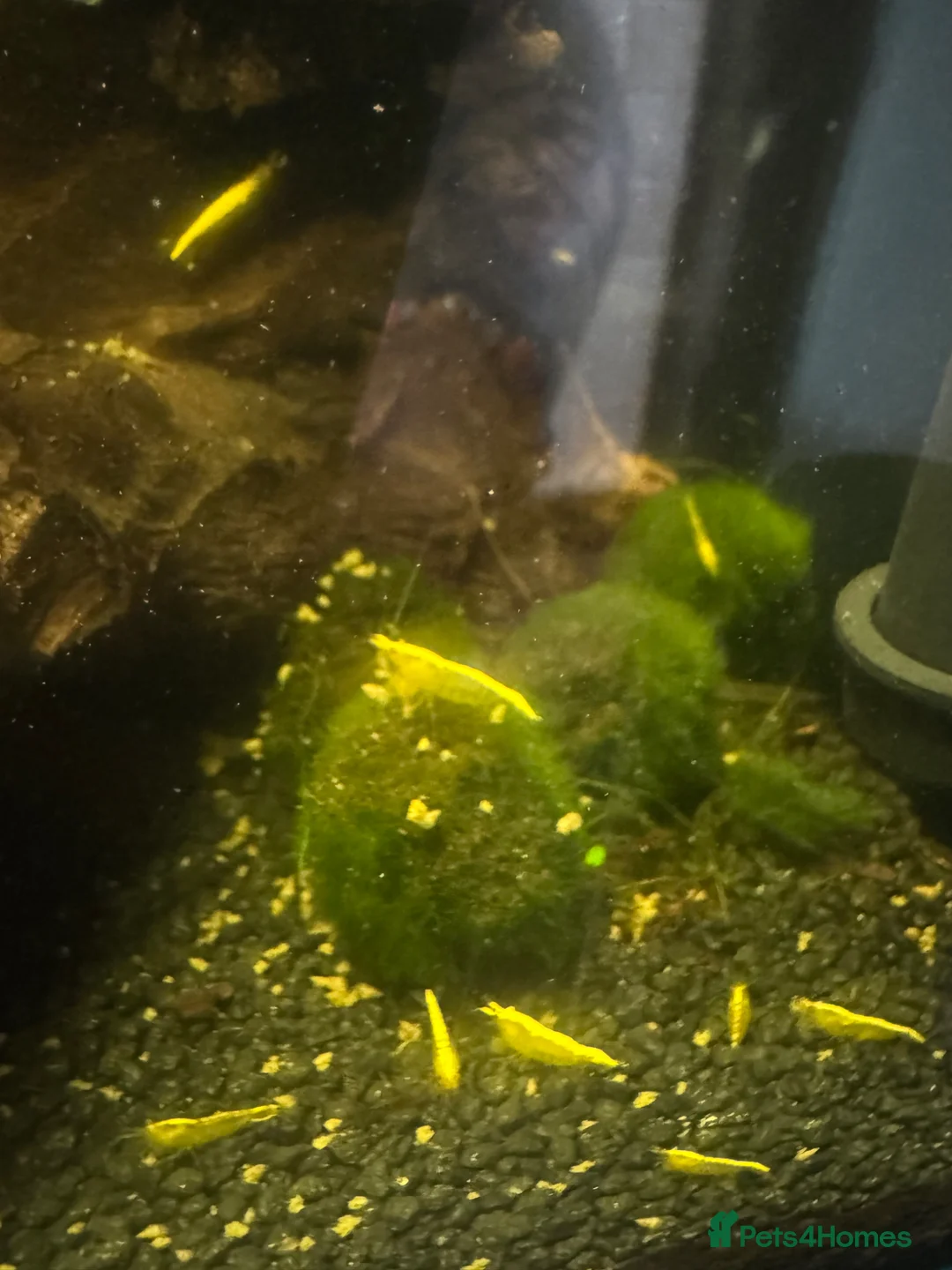 Shrimps fish for sale: Yellow shrimp for sale  in Warrington - Advert 3