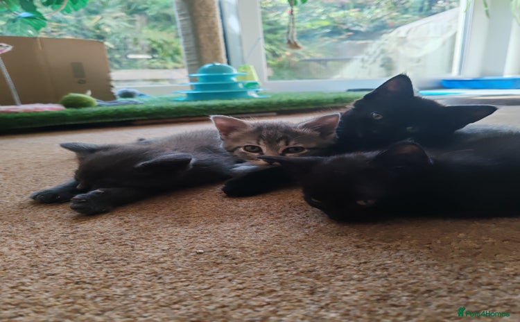 Mixed Breed cats - Advert 2
