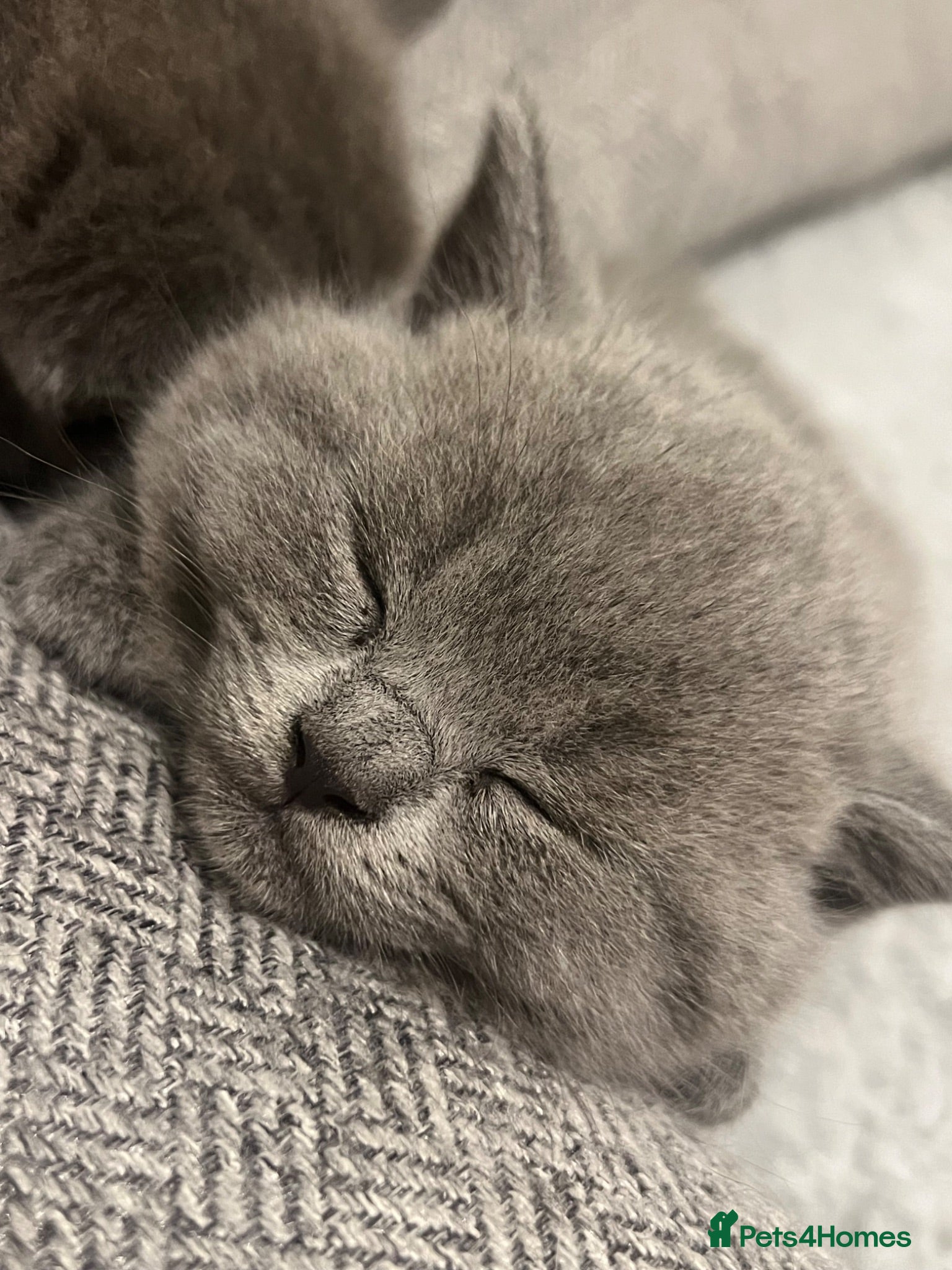 British Shorthair cats Beautiful BSH Kittens - Advert 1