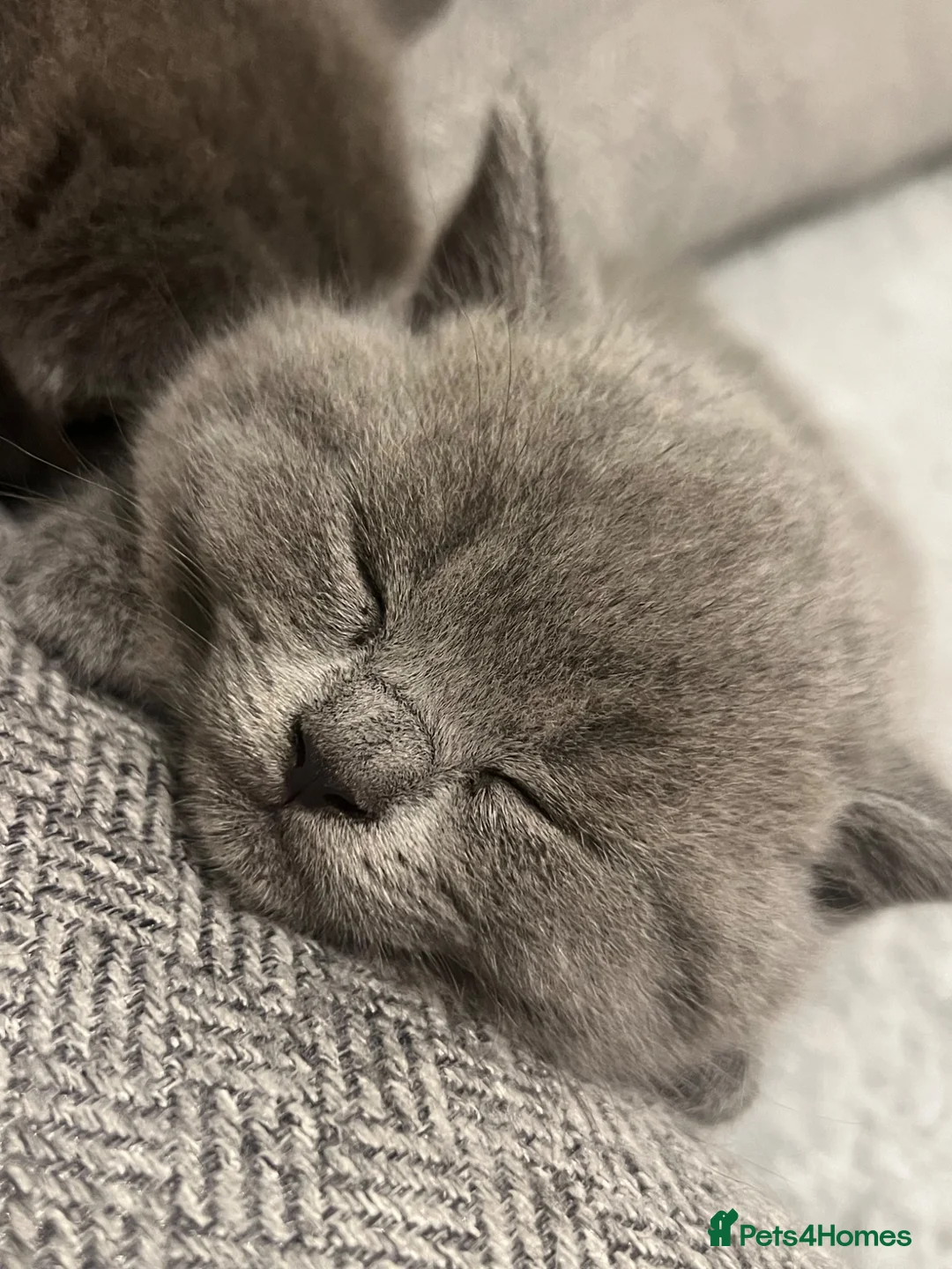 British Shorthair cats for sale: Beautiful BSH Kittens - Advert 1