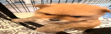 Pomeranian 1