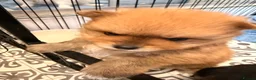 Pomeranian dogs for sale: Pomeranian Puppies LAST BOY LEFT  - Advert 12