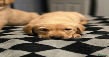 Labrador Retriever dogs - Advert 4