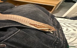 Snake reptiles for sale: Purple Stripe Superconda Western Hognose Snake - Image 5