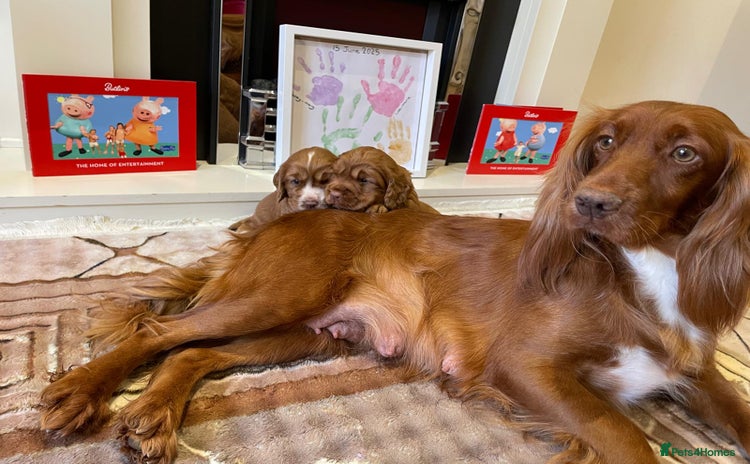 Cocker Spaniel dogs - Advert 12