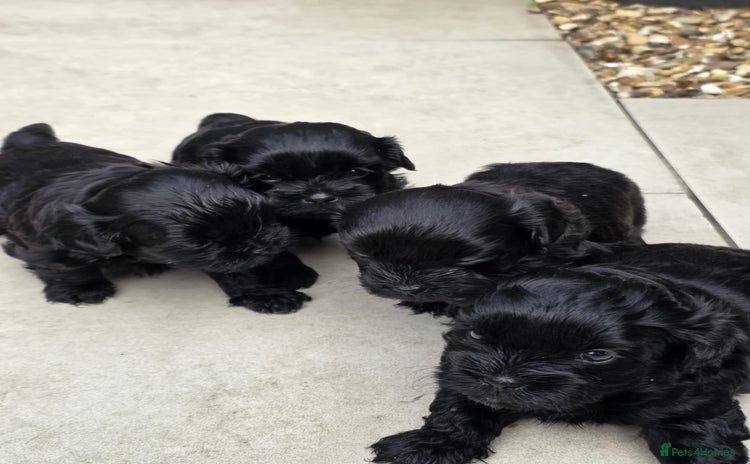 Shihpoo dogs - Advert 1