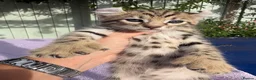 Keetso cats for sale: Stunning wild looking polydactyl curl ear keetsos  - Advert 25
