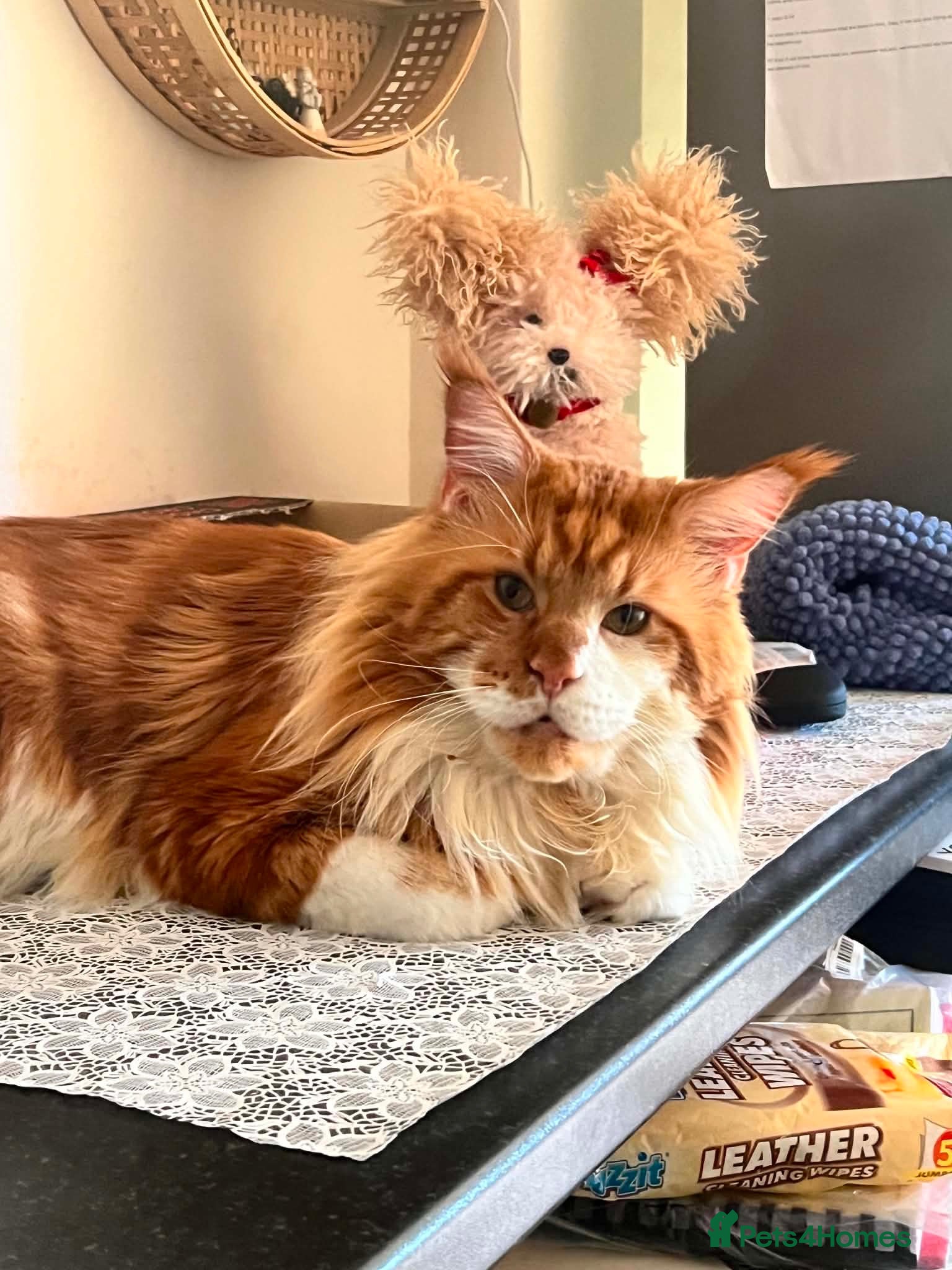 Maine Coon cats Mainecoon Adult Ginger Male Cat  - Advert 2