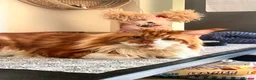 Maine Coon cats for sale: Mainecoon Adult Ginger Male Cat  - Advert 1
