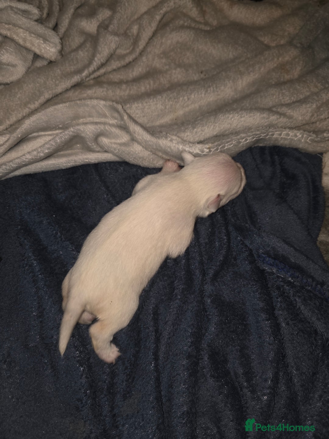 Miniature Schnauzer dogs for sale: Miniature Schnauzer Puppies - Image 8