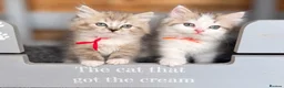 RagaMuffin cats for sale: Beautiful Authentic RagaMuffins  - Advert 5